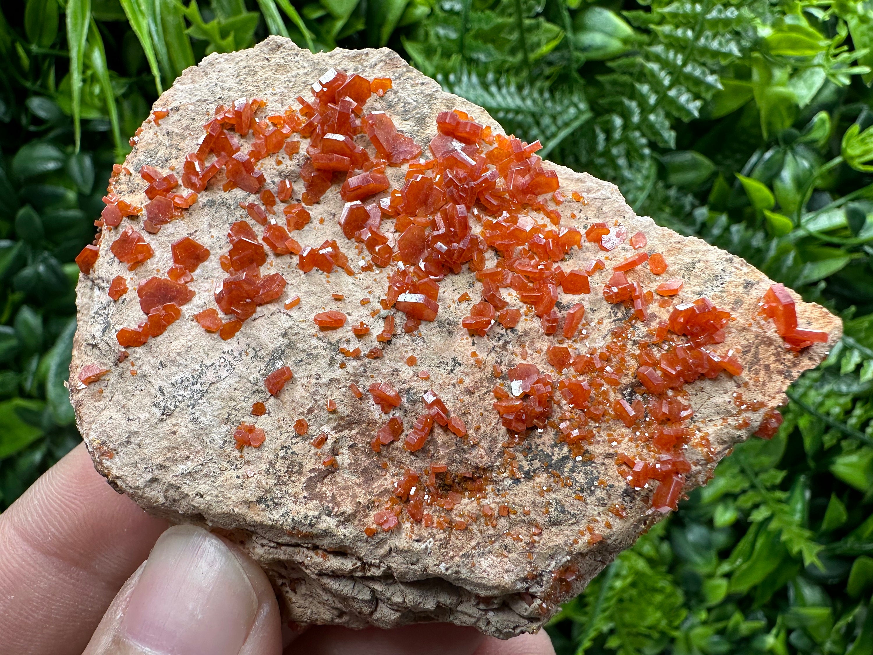 Red Vanadinite Crystal Cluster on Matrix, Morocco Mineral Specimen