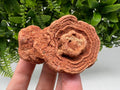 Moroccan Stromatolite Fossil Specimen: Raw Algae for Grounding