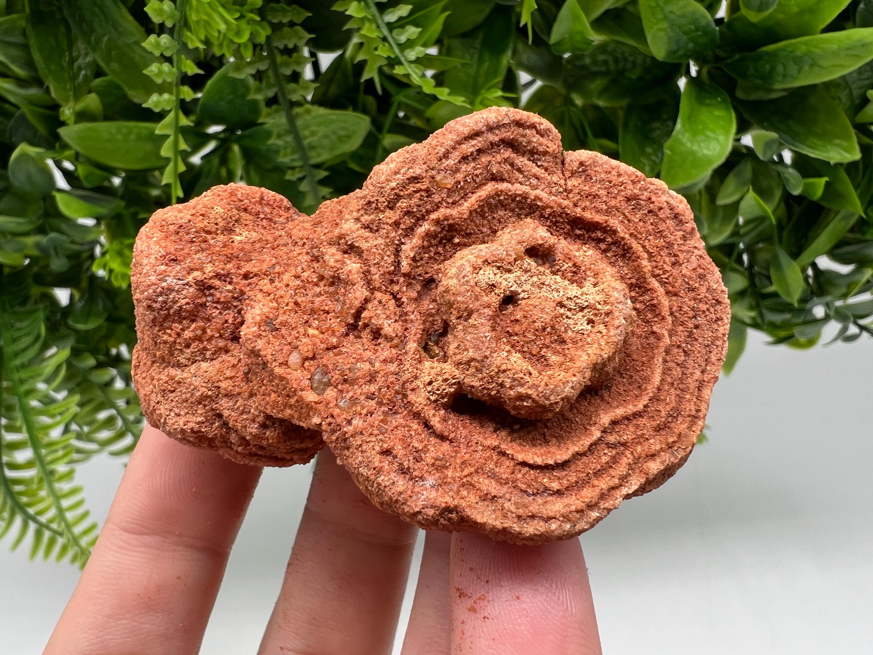 Moroccan Stromatolite Fossil Specimen: Raw Algae for Grounding