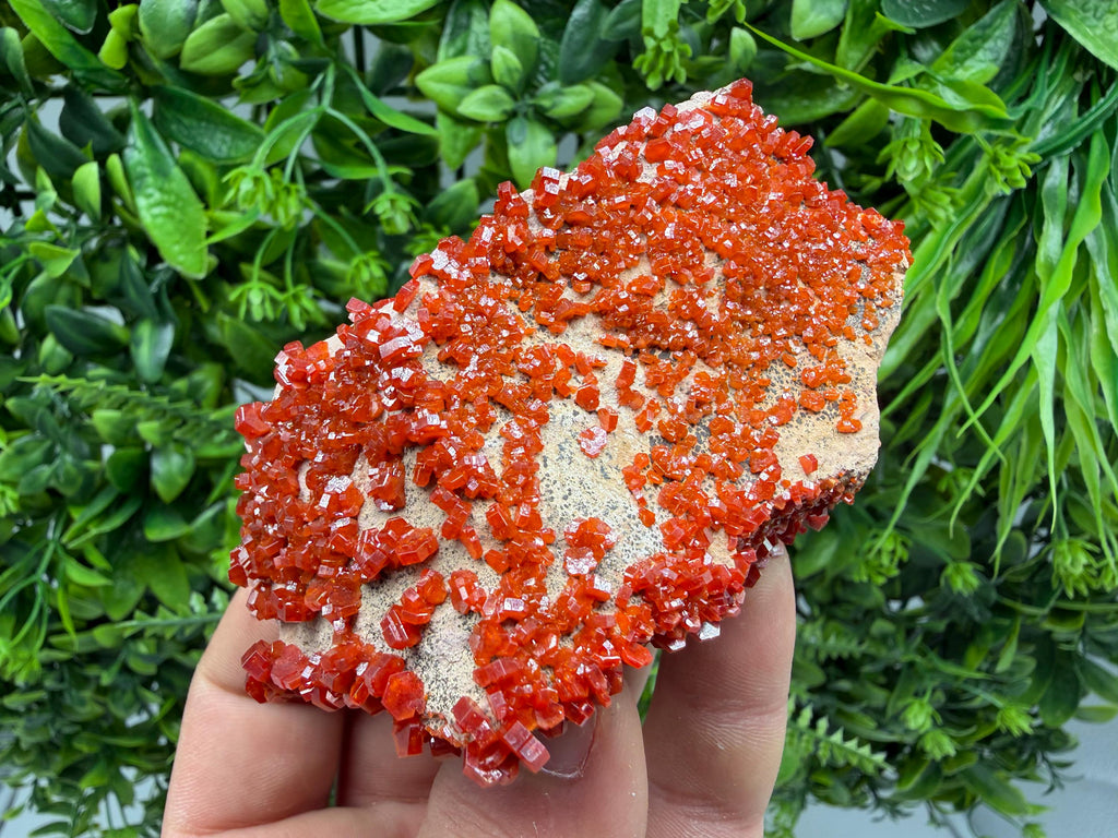 Red Vanadinite on Matrix from Marocco,crystal minerals Speciment cluster Vanadinite crystal Vanadinite Geology Vanadinite cluster minerals