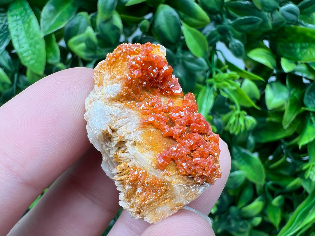 Red Vanadinite on Barite from Marocco,crystal minerals Speciment cluster Vanadinite crystal Vanadinite Geology Vanadinite cluster minerals