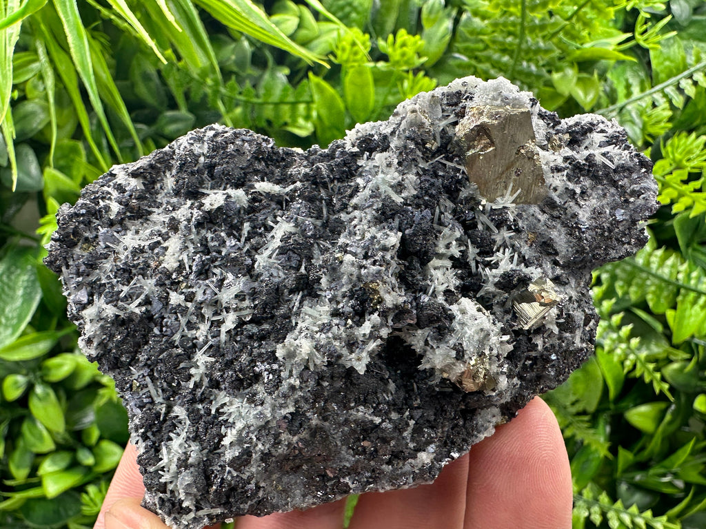 Pyrite on Quartz: Natural Crystal Mineral Specimen, Borieva Mine Bulgaria