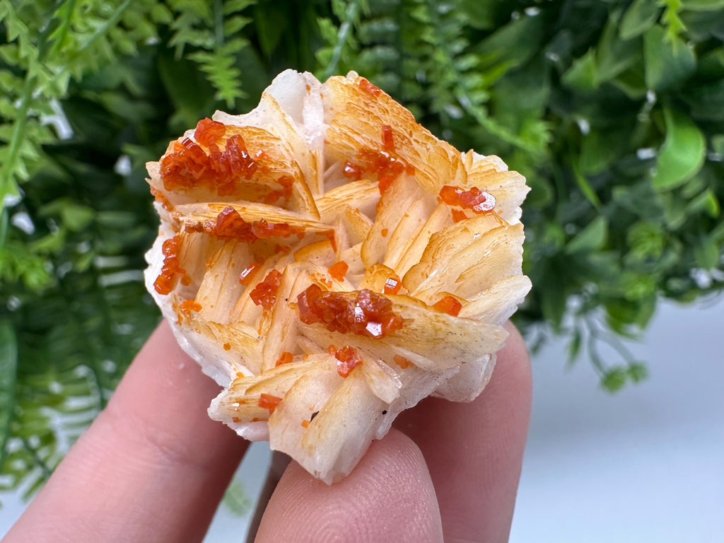 Red Vanadinite on Barite from Marocco,crystal minerals Speciment cluster Vanadinite crystal Vanadinite Geology Vanadinite cluster minerals