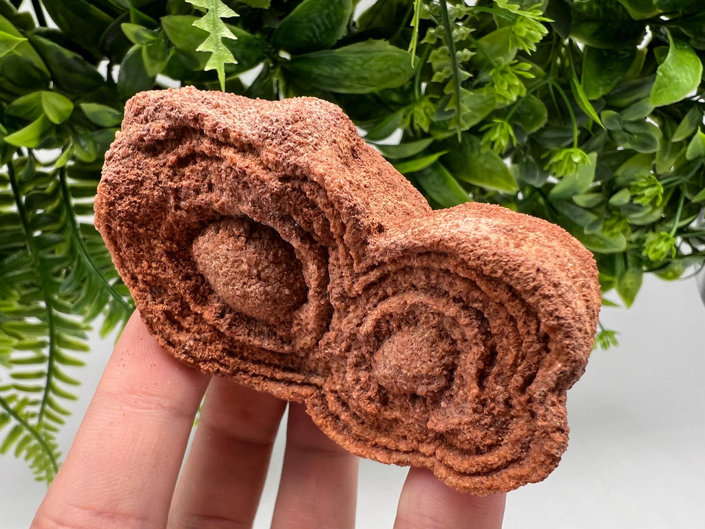 Moroccan Stromatolite Fossil Specimen, Raw Algae Fossil for Meditation