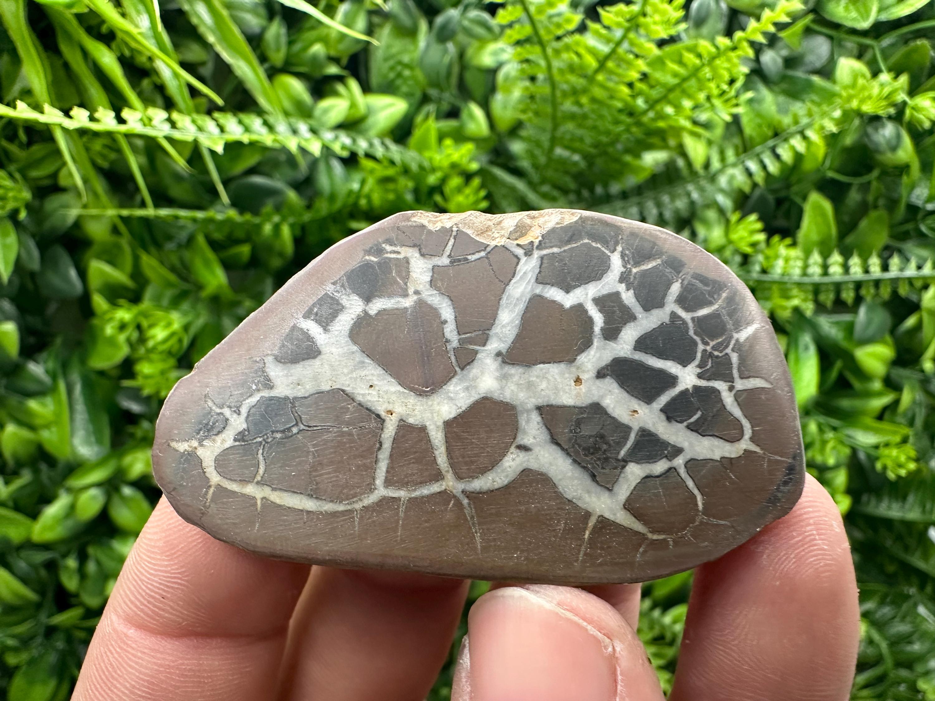Septarian Nodule Geode Pair: Dragonstone Healing Stone (4/6.5 cm)
