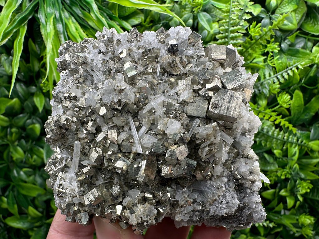 Golden Pyrite on Quartz, Borieva Mine, Bulgaria