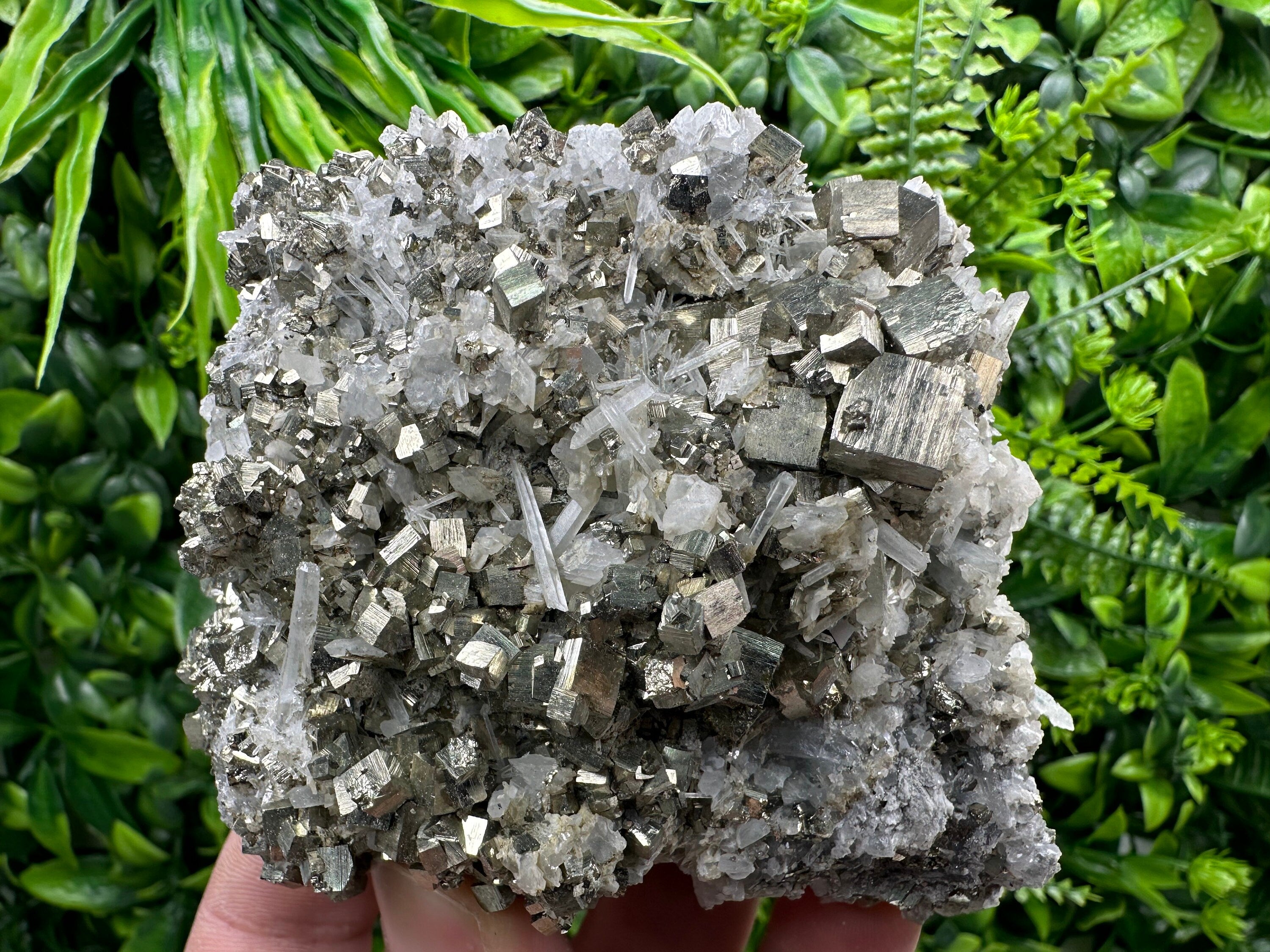 Golden Pyrite on Quartz, Borieva Mine, Bulgaria