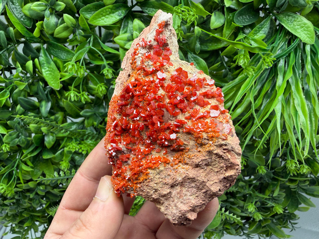 Red Vanadinite on Matrix from Marocco,crystal minerals Speciment cluster Vanadinite crystal Vanadinite Geology Vanadinite cluster minerals