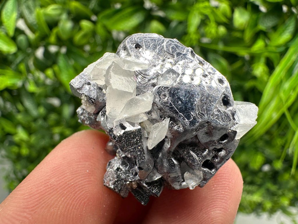 Shiny Galena Cluster, Borieva Mine, Madan Bulgaria