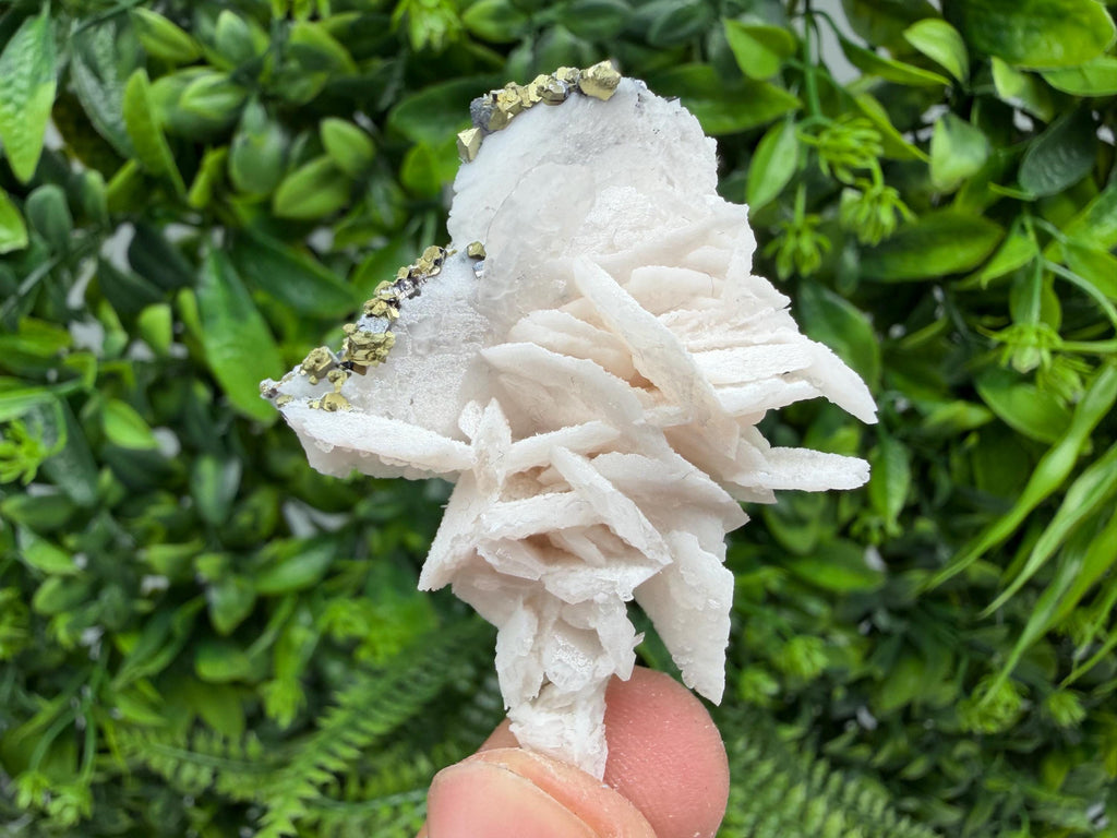 Mangano Calcite with Galena, Borieva Mine, Bulgaria
