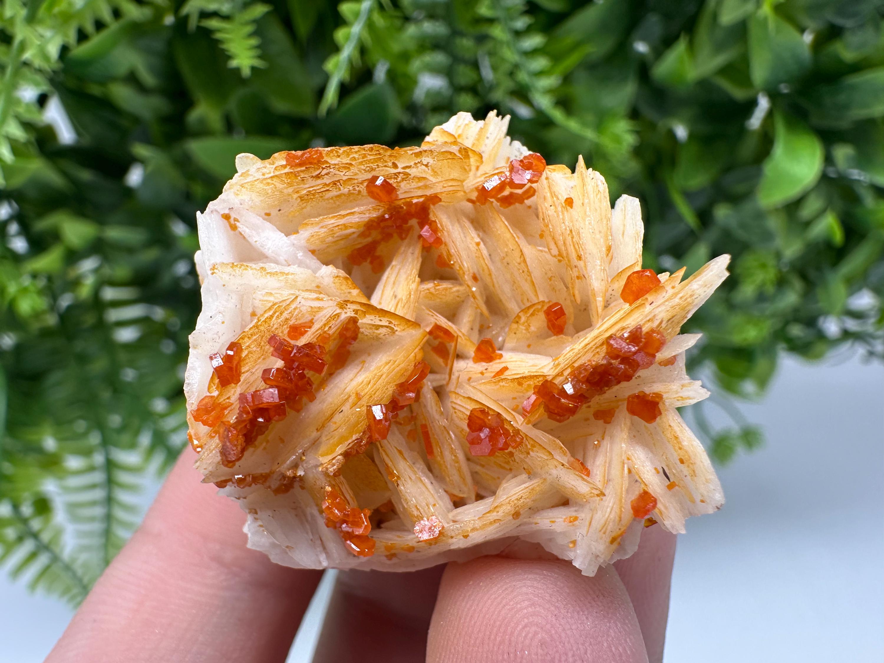 Red Vanadinite on Barite from Marocco,crystal minerals Speciment cluster Vanadinite crystal Vanadinite Geology Vanadinite cluster minerals
