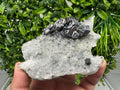 Galena on Quartz Specimen, Cleiophane Mineral, Krushev dol Mine, Bulgaria