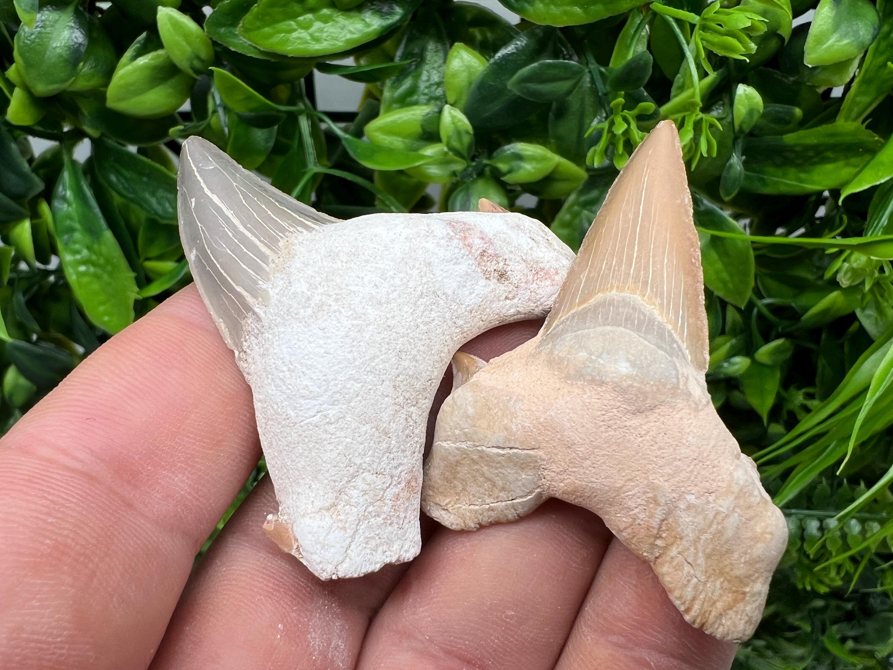 Middle Size Shark Fossil Tooth: Protection & Strength Souvenir