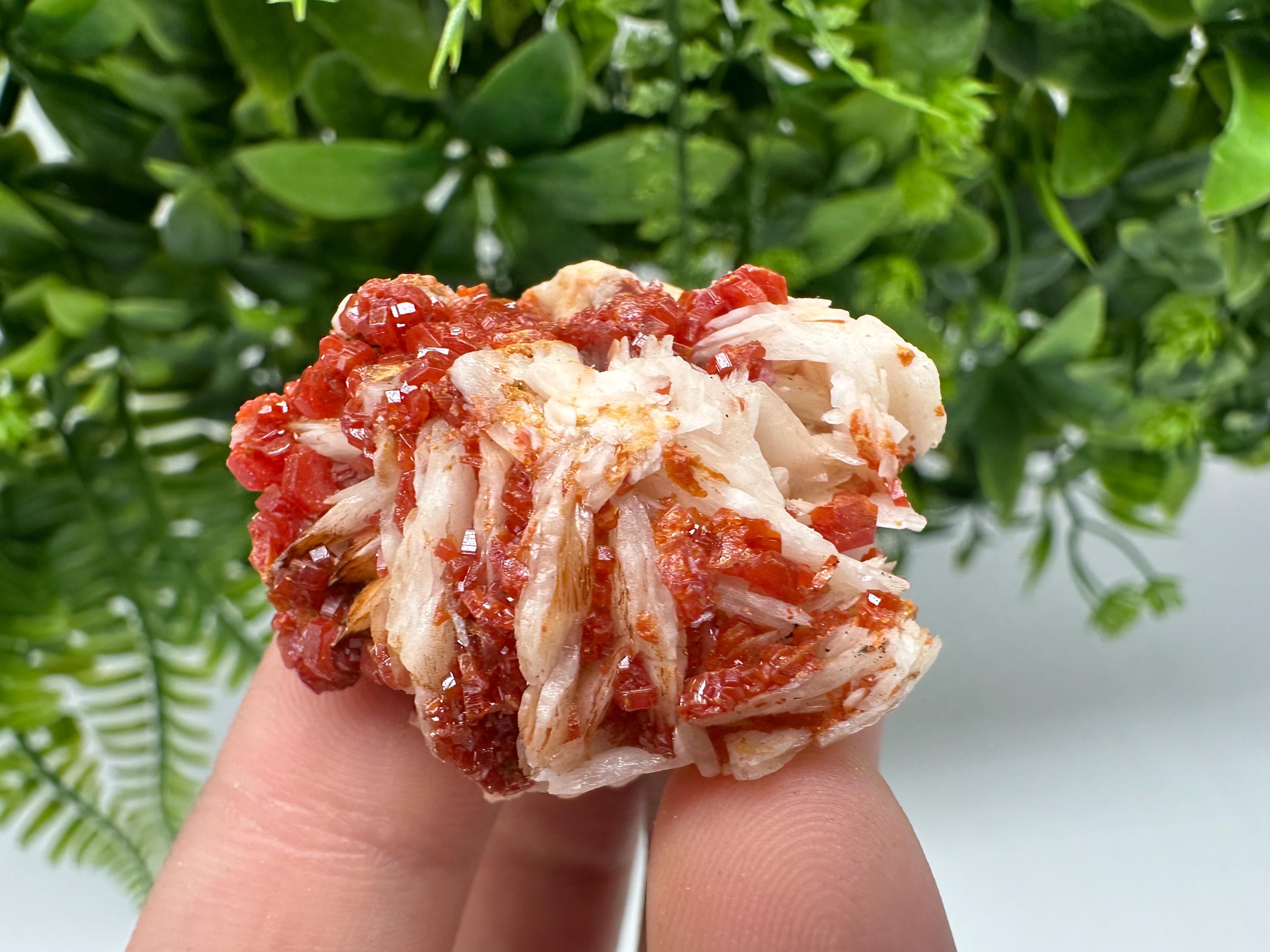 Red Vanadinite on Barite from Marocco,crystal minerals Speciment cluster Vanadinite crystal Vanadinite Geology Vanadinite cluster minerals