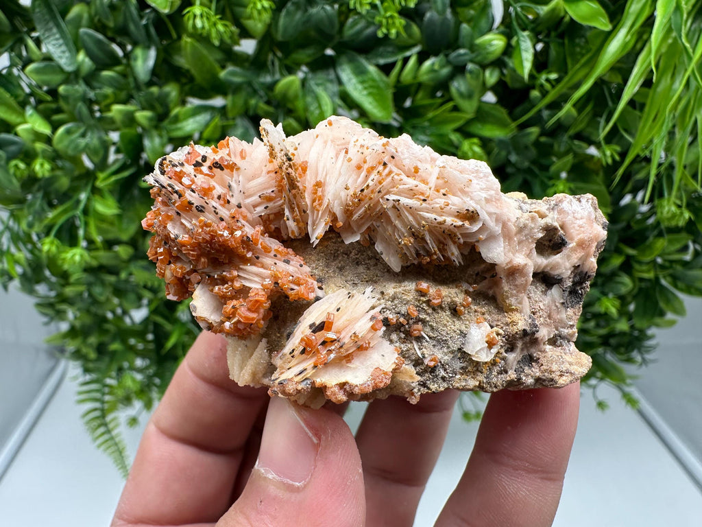 Red Vanadinite on Barite from Marocco,crystal minerals Speciment cluster Vanadinite crystal Vanadinite Geology Vanadinite cluster minerals