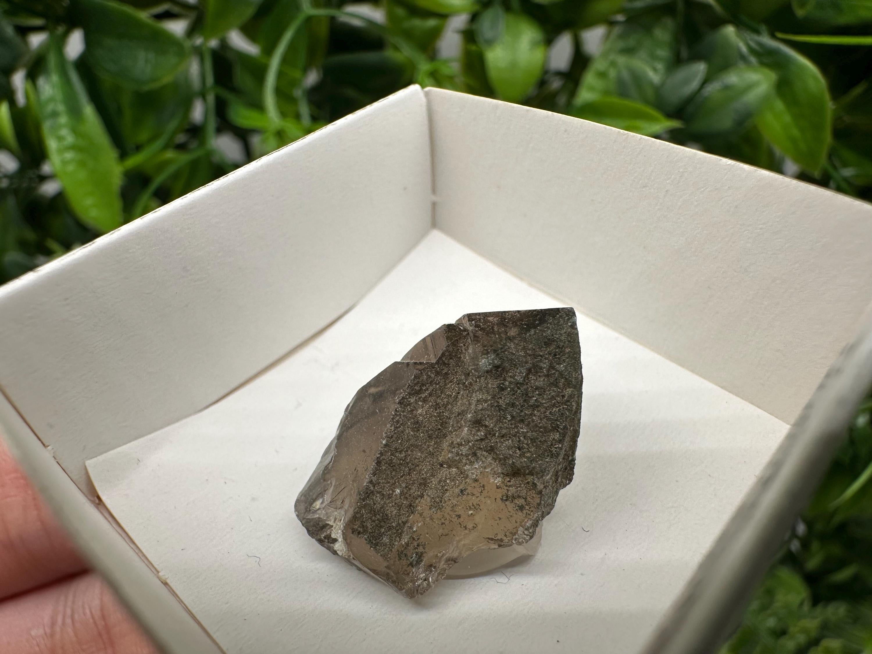 Rare Fedenstock Smoky Quartz Point, Swiss Mineral Specimen (25MM)