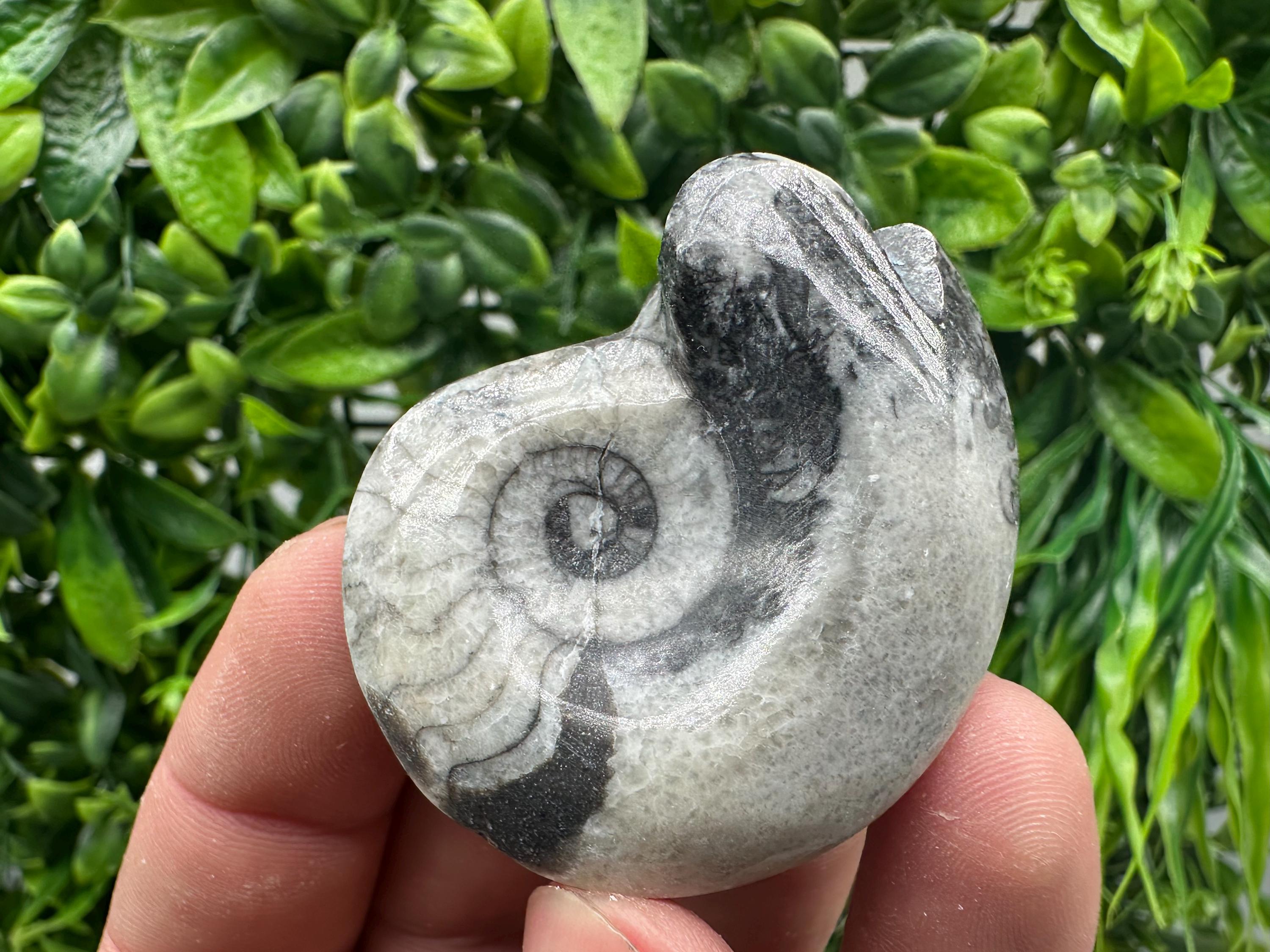 Natural Ammonite Fossil Conch, Reiki Healing Crystal Specimen, Madagascar