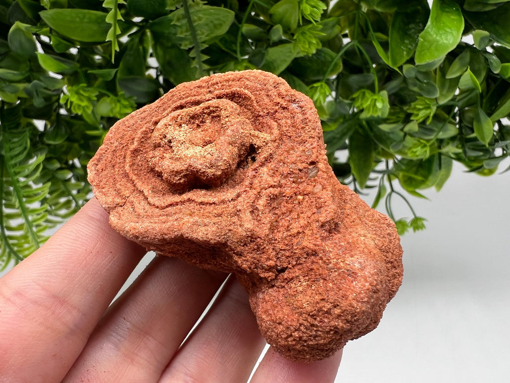 Moroccan Stromatolite Fossil Specimen: Raw Algae for Grounding