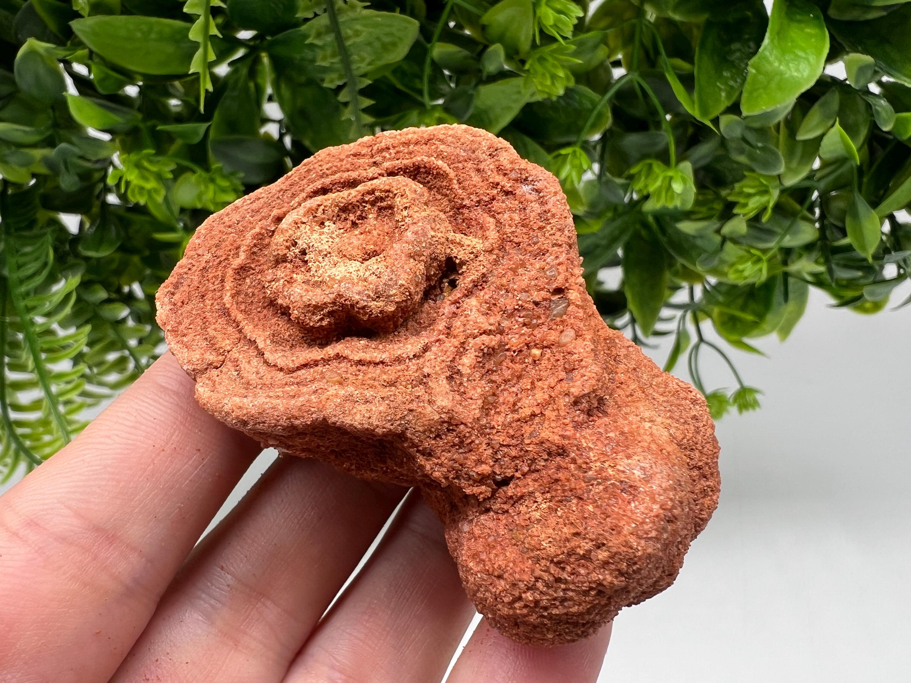 Moroccan Stromatolite Fossil Specimen: Raw Algae for Grounding