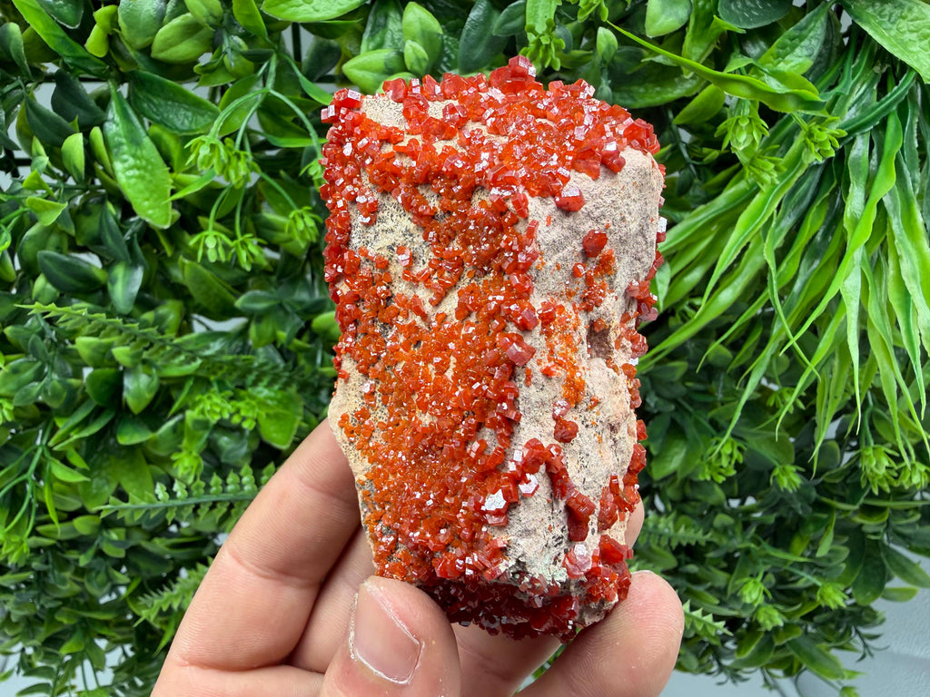 Red Vanadinite on Matrix from Marocco,crystal minerals Speciment cluster Vanadinite crystal Vanadinite Geology Vanadinite cluster minerals