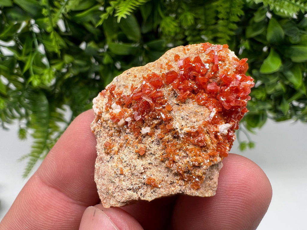 Red Vanadinite on Barite from Marocco,crystal minerals Speciment cluster Vanadinite crystal Vanadinite Geology Vanadinite cluster minerals