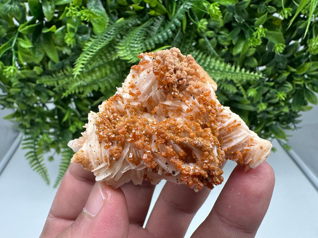 Red Vanadinite on Barite from Marocco,crystal minerals Speciment cluster Vanadinite crystal Vanadinite Geology Vanadinite cluster minerals