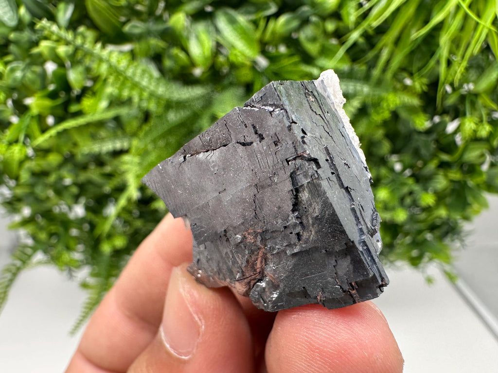 Shiny Galena Cluster, Borieva Mine, Madan Bulgaria
