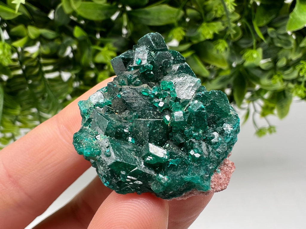 Stunning Green Dioptase from Sanda Hills,Mindouli,Pool Department,Mindouli District,Congo,green Dioptase,Dioptas Crystal,Dioptase collecting