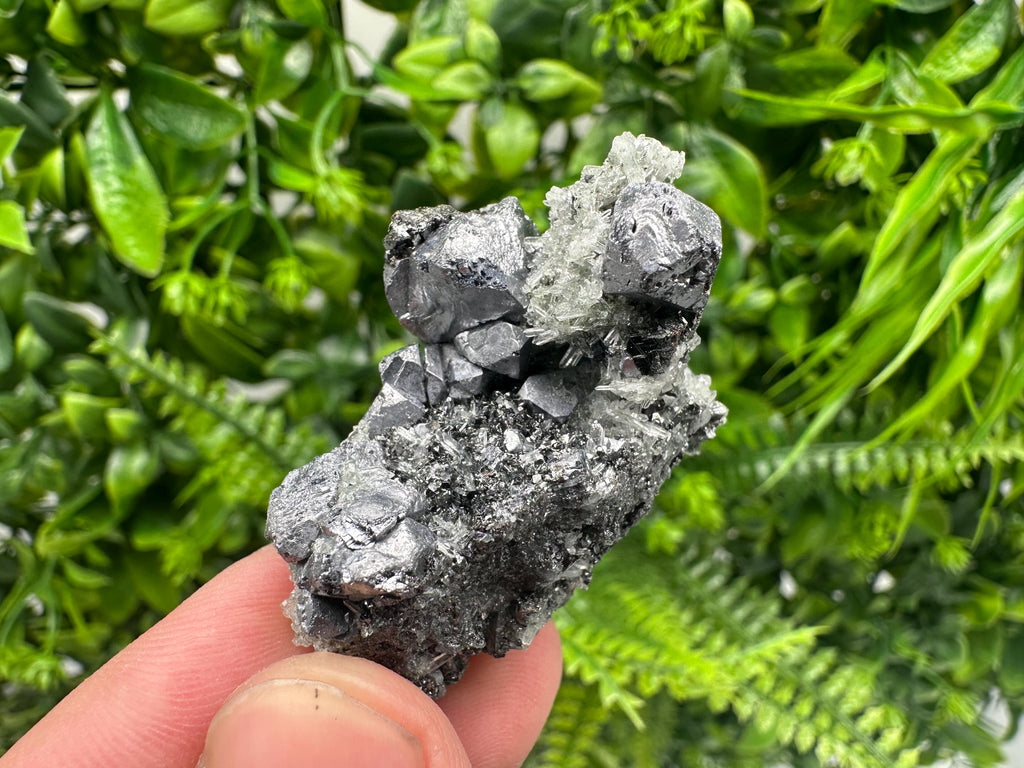 Galena on Pyrite Specimen, Borieva Mine, Madan Bulgaria