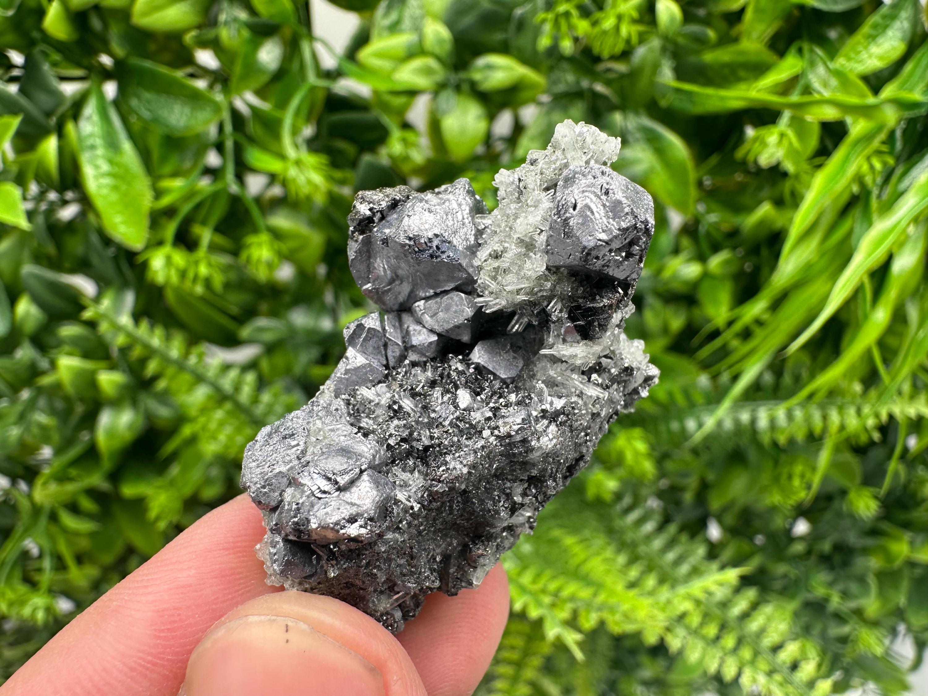Galena on Pyrite Specimen, Borieva Mine, Madan Bulgaria