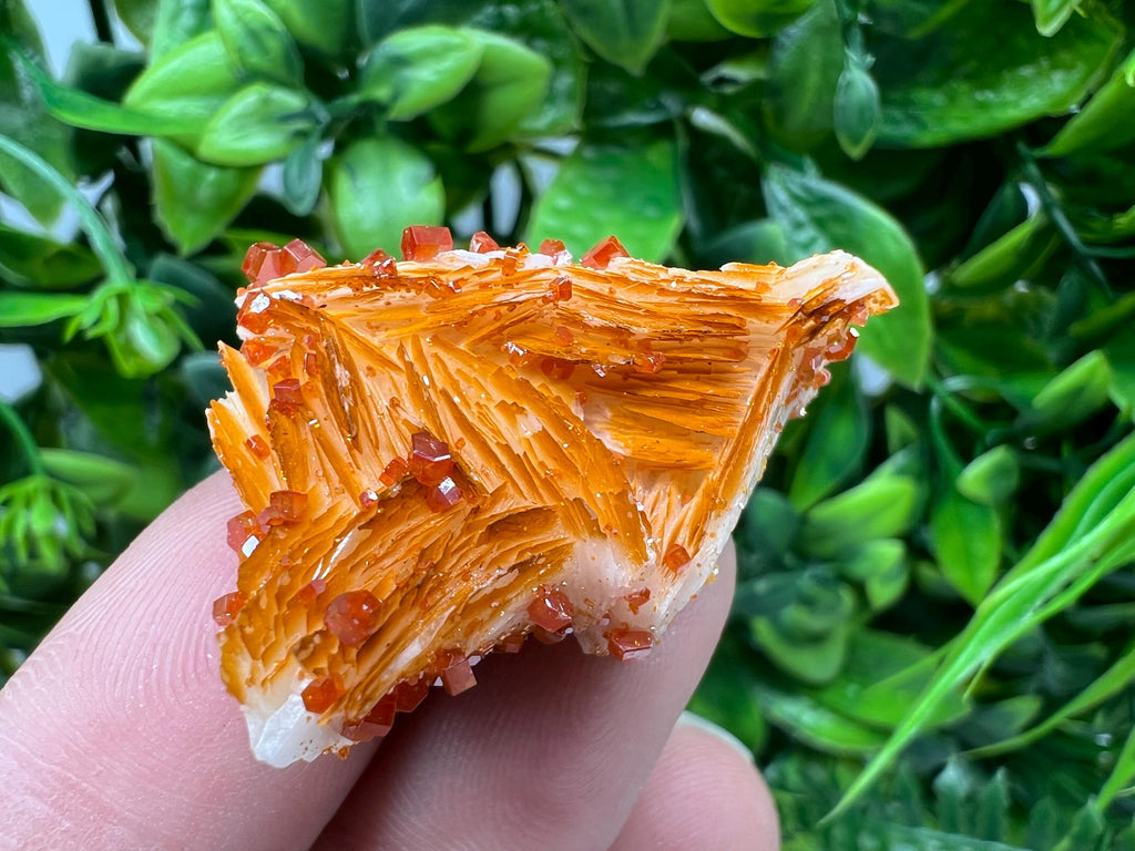Red Vanadinite on Barite from Marocco,crystal minerals Speciment cluster Vanadinite crystal Vanadinite Geology Vanadinite cluster minerals
