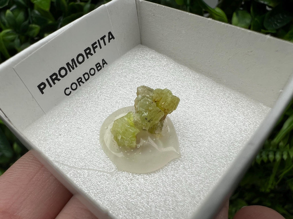 Pyromorphite Stone / Pyromorphite on Matrix / Pyromorphite Crystal / Raw Crystal / Pyromorphite Cluster / Rough Pyromorphite / Pyromorphite