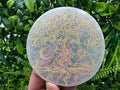 Tree of Life Selenite Plate: Crystal Recharging Station (10/10cm)