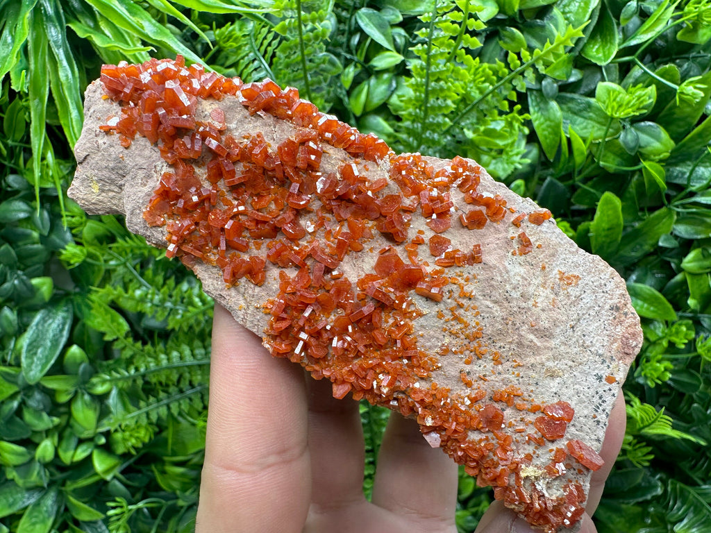 Red Vanadinite Crystal Cluster on Matrix, Morocco Specimen