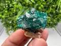Stunning Green Dioptase from Sanda Hills,Mindouli,Pool Department,Mindouli District,Congo,green Dioptase,Dioptas Crystal,Dioptase collecting