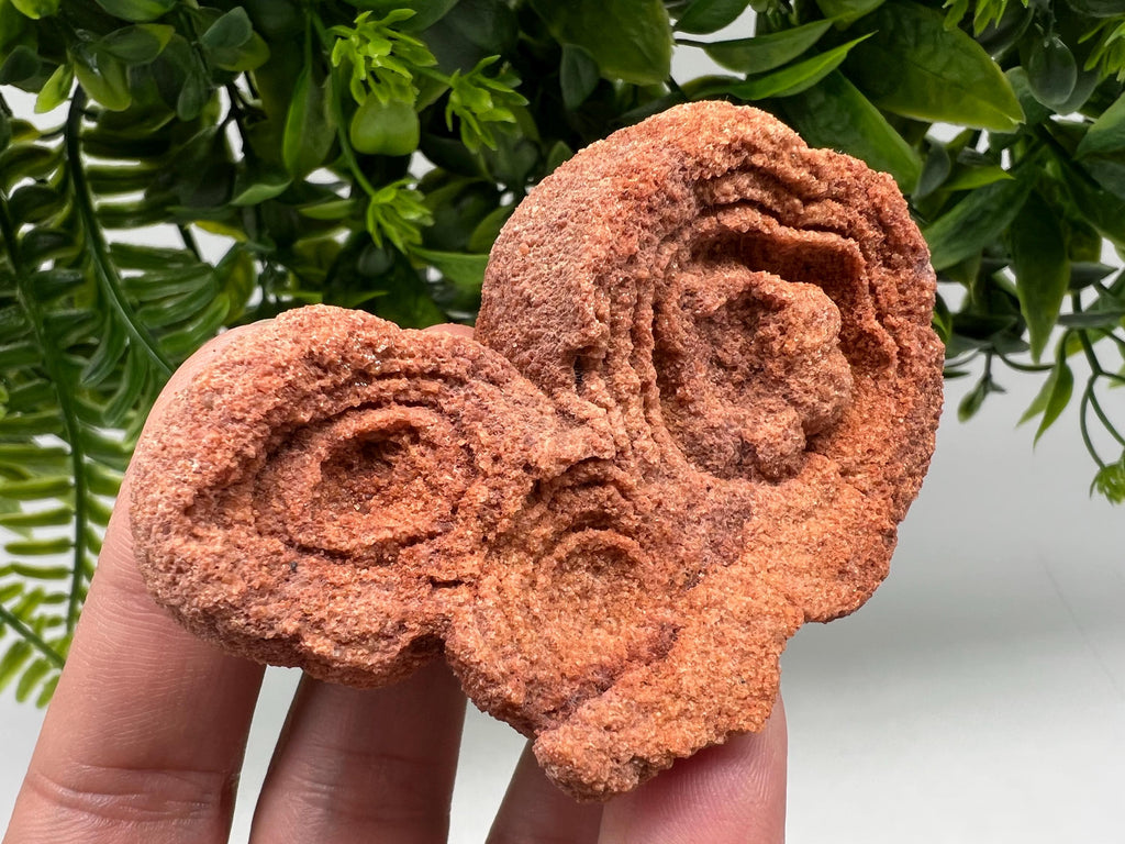 Raw Moroccan Stromatolite Fossil Specimen, Grounding Algae