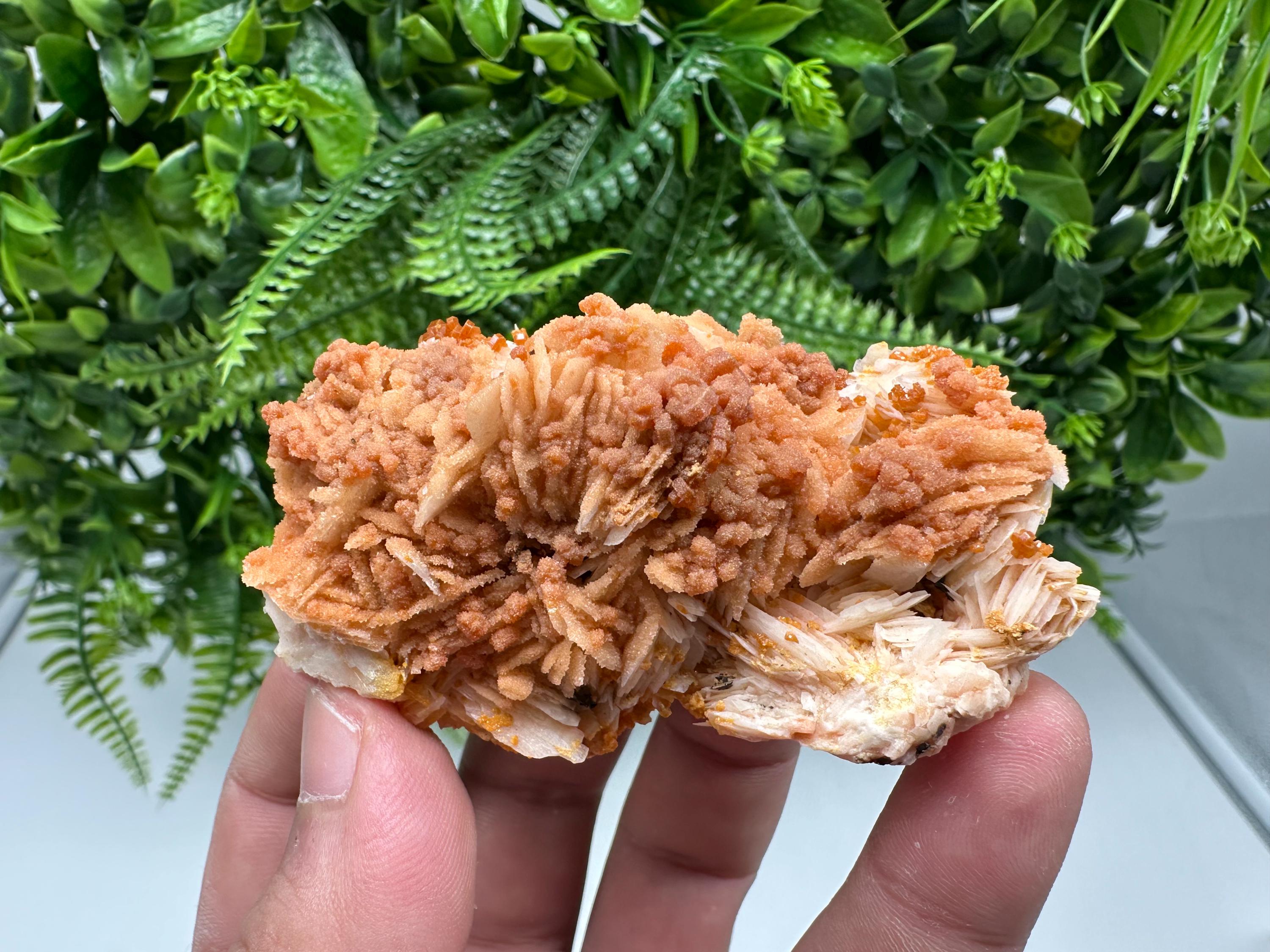 Red Vanadinite on Barite from Marocco,crystal minerals Speciment cluster Vanadinite crystal Vanadinite Geology Vanadinite cluster minerals