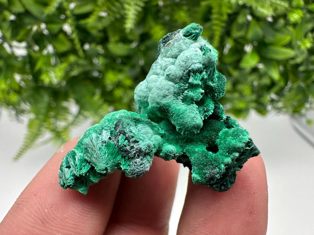 Malachite Crystal from Congo,Minerals,Crystals from Congo,Green Malachite, Malachite,Natural Malachite,Malachite Stone,Chakra, Specimens