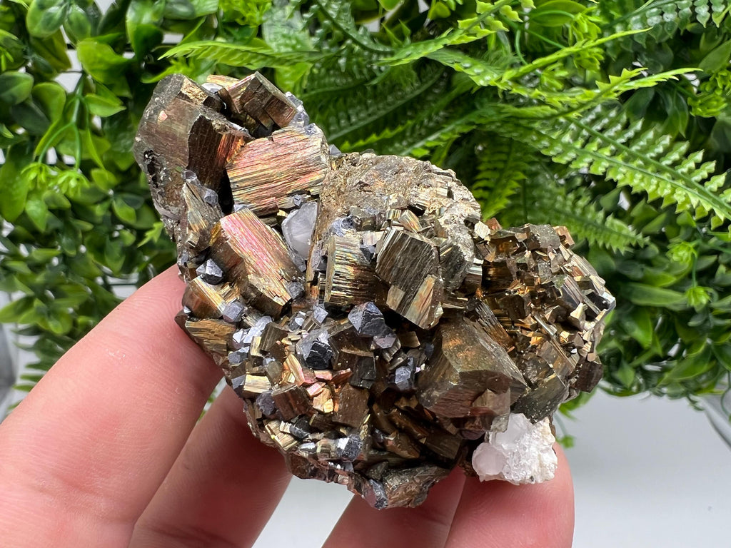 Galena on Pyrite Specimen: Borieva Mine, Bulgaria