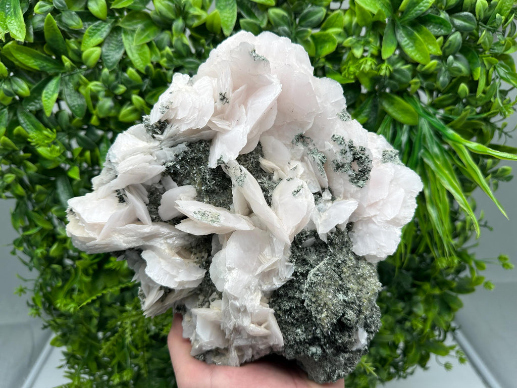 Large Mangano Calcite Wings on Chlorite Matrix, Bulgaria Mineral Specimen