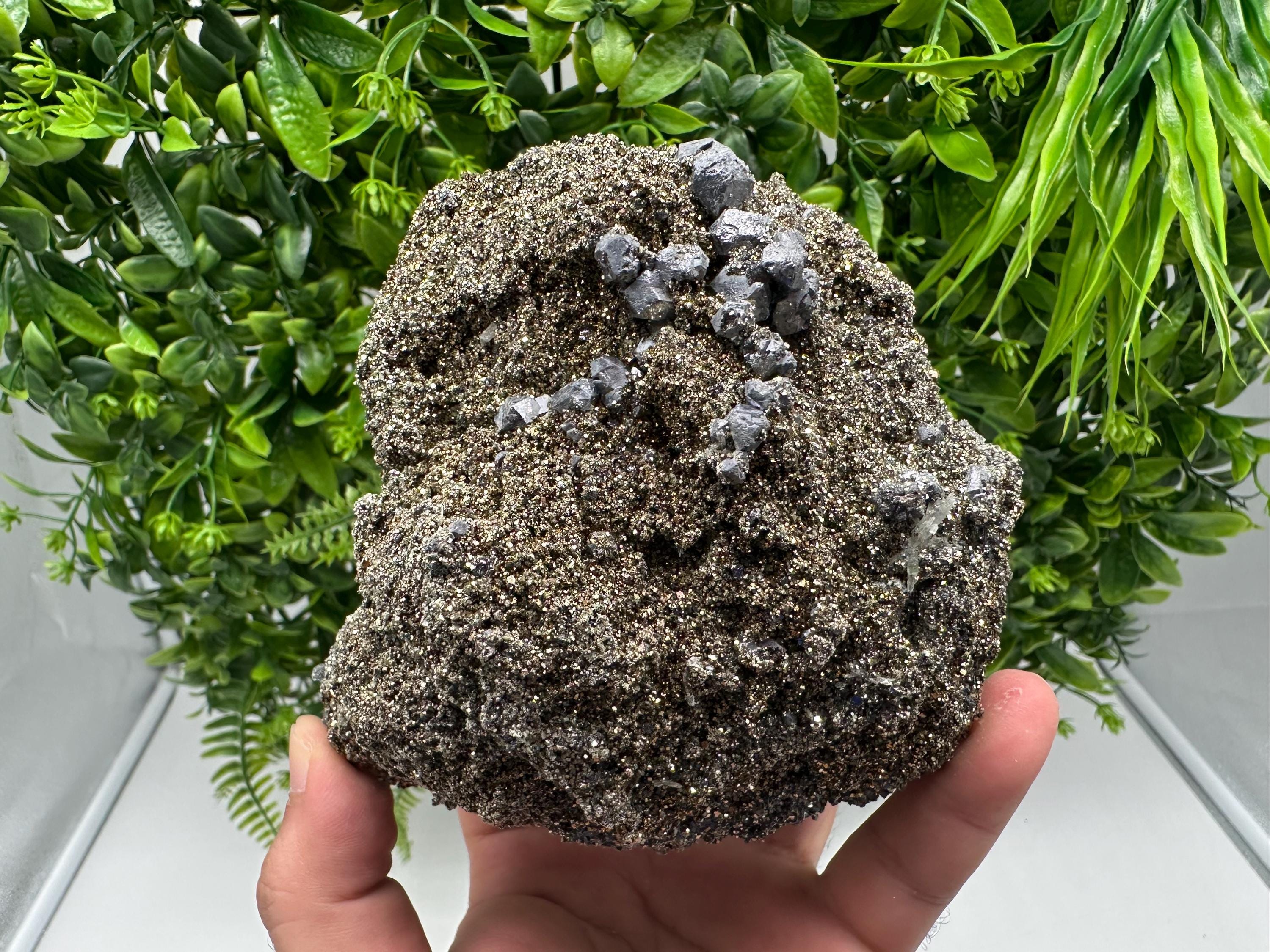 Mirror Galena Pyrite Specimen, Borieva Mine, Bulgaria