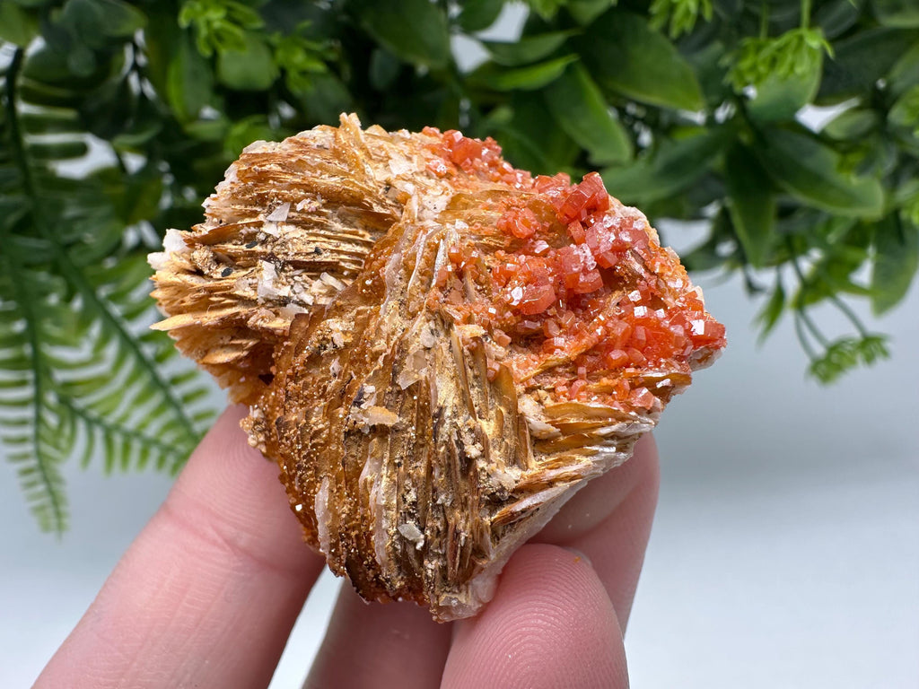 Red Vanadinite on Barite from Marocco,crystal minerals Speciment cluster Vanadinite crystal Vanadinite Geology Vanadinite cluster minerals
