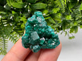 Stunning Green Dioptase from Sanda Hills,Mindouli,Pool Department,Mindouli District,Congo,green Dioptase,Dioptas Crystal,Dioptase collecting