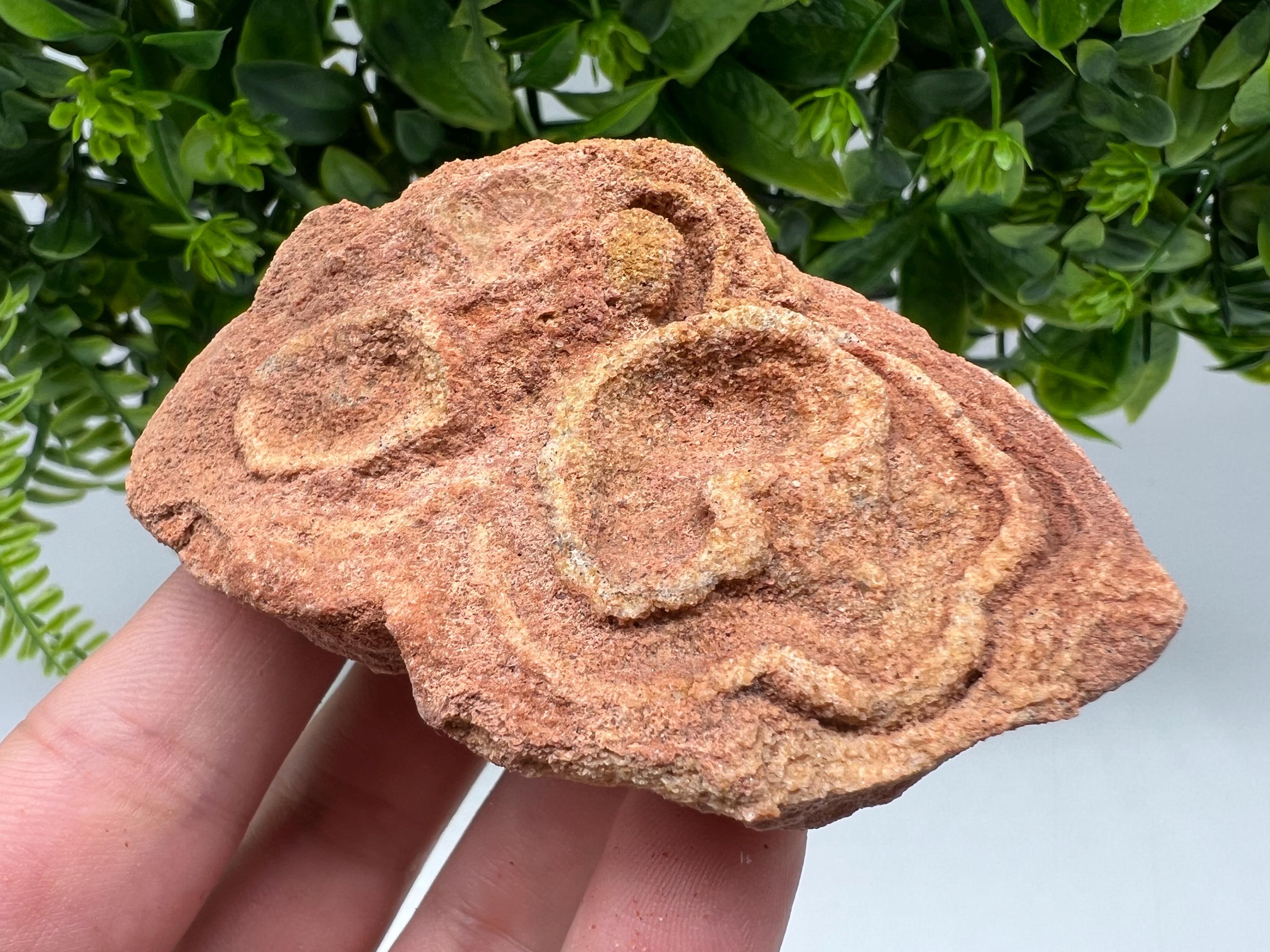 Moroccan Stromatolite Fossil Specimen: Raw Algae for Grounding