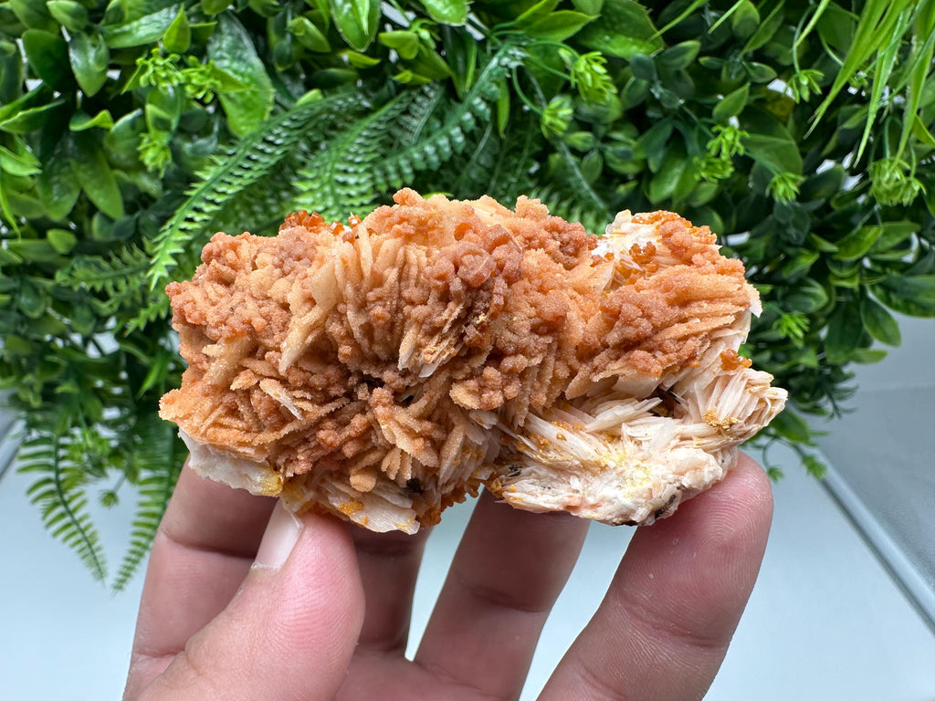 Red Vanadinite on Barite from Marocco,crystal minerals Speciment cluster Vanadinite crystal Vanadinite Geology Vanadinite cluster minerals