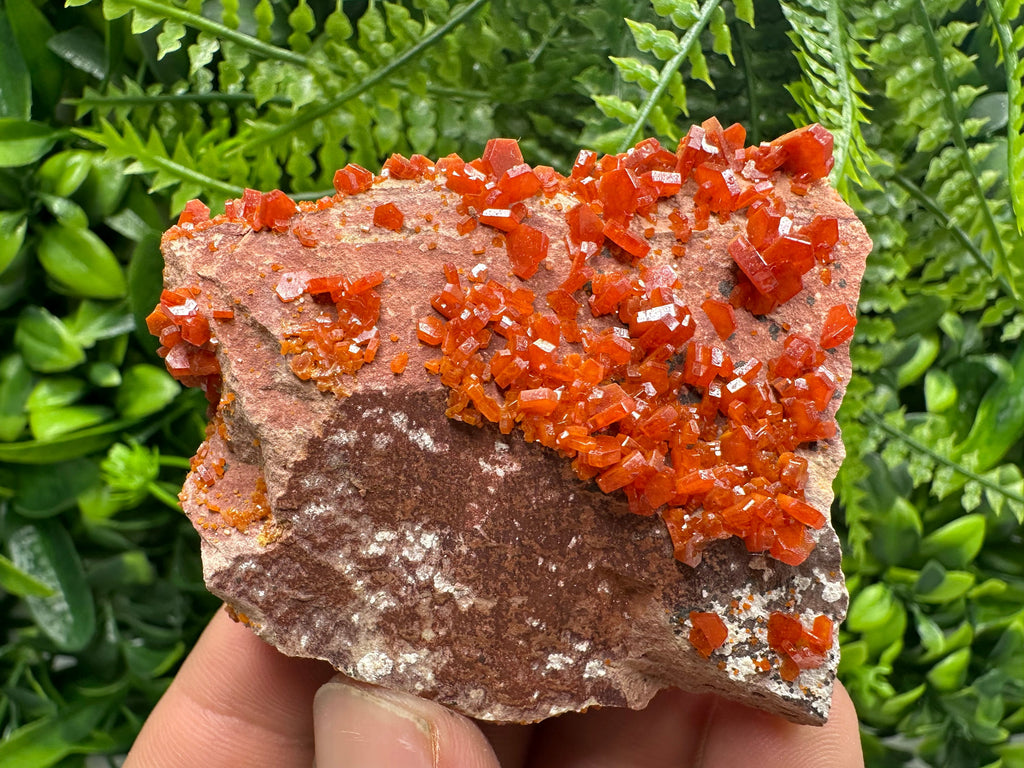 Red Vanadinite Crystal Cluster on Matrix, Morocco Specimen