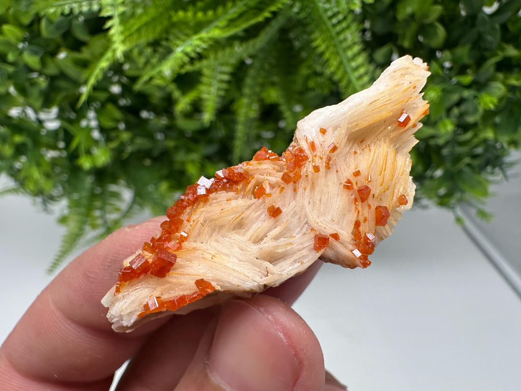 Red Vanadinite on Barite from Marocco,crystal minerals Speciment cluster Vanadinite crystal Vanadinite Geology Vanadinite cluster minerals