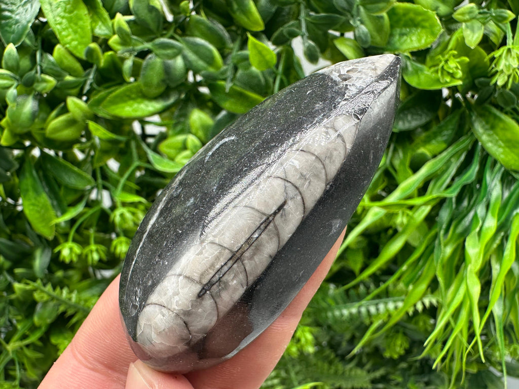 Polished Orthoceras Fossil Cabochon: Pear Shape Loose Gemstone
