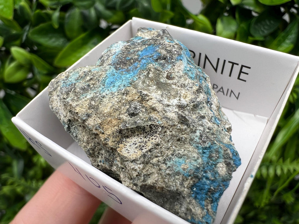 Rare Raw Aerinite Mineral Specimen: Lleida, Spain Collection Crystal