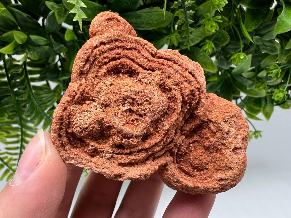 Raw Moroccan Stromatolite Fossil Specimen, Algae Stone for Meditation